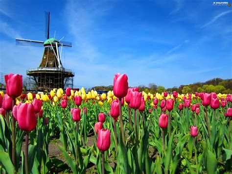 Windmill, Sky, Tulips - For desktop wallpapers: 1920x1440