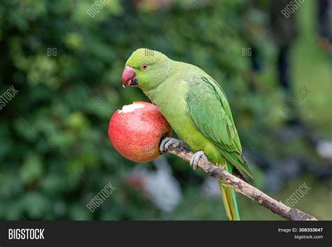 Rose-ringed Parakeet, Image & Photo (Free Trial) | Bigstock