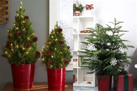 Where to buy potted Christmas trees and how to care for them