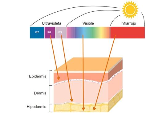 Los rayos UV y su efecto sobre la piel - AcercaCiencia