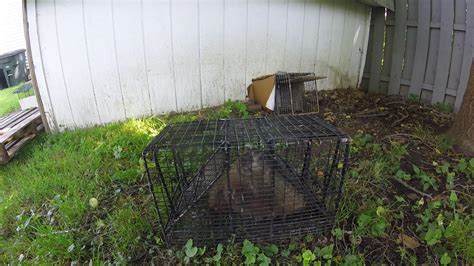 Groundhog Removal Archive Categories | Frontline Animal Removal