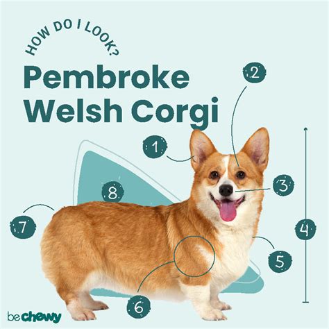 Corgi Weight Chart | Blog Dandk