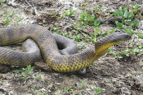 Tiger Snake Facts and Pictures