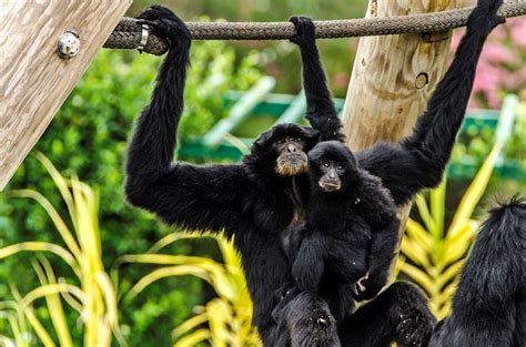 Animals - Virginia Zoo in Norfolk