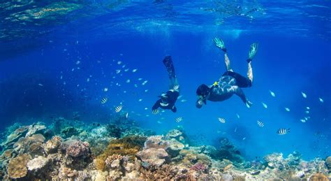 Great Barrier Reef snorkeling: Aquatic Adventures