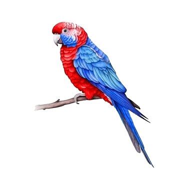 Premium Vector | Crimson Rosella watercolor paint