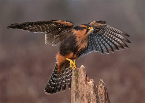 On the Wing | Aplomado Falcon by Raymond J Barlow | Raptors bird, Beautiful birds, Saw whet owl