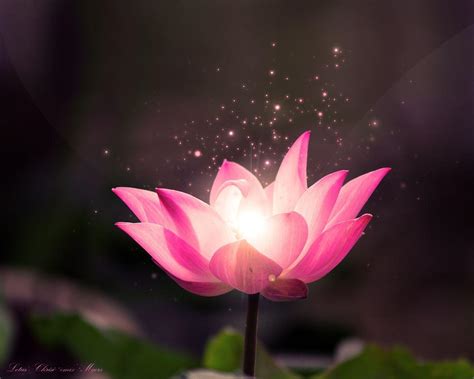 Buddha Lotus Flower Wallpapers - Top Free Buddha Lotus Flower Backgrounds - WallpaperAccess