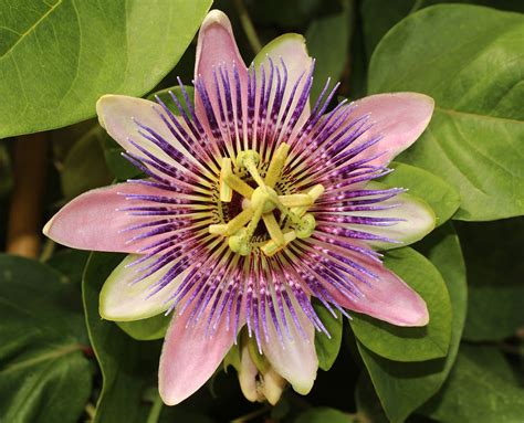 Passifloraceae | Tropical, Climbing, Edible | Britannica