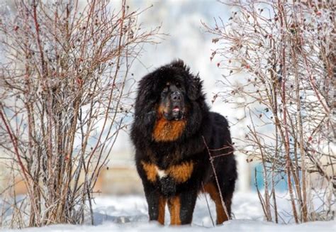 10 Surprising Tibetan Mastiff Facts: Vet Approved Guide | Pet Keen