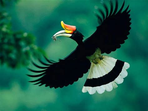 EcoTravel guide: Hornbills of Malaysia - Malaysian Wildlife