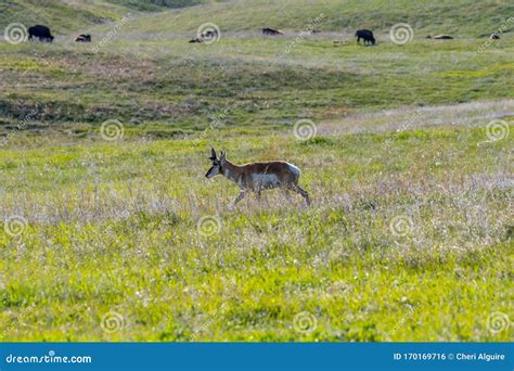 Pronghorn in the Field of Custer State Park, South Dakota Stock Photo - Image of countryside ...