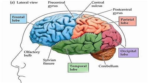 Cephalization - YouTube