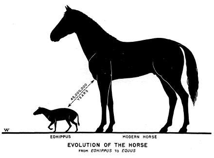 next estation-evolution: evolution of the horse