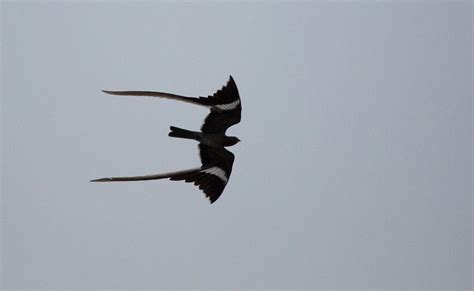 Pennant-Winged Nightjar | Visit africa, Animals beautiful, Nighthawks