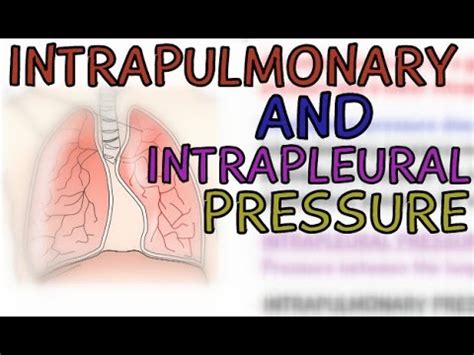 Biology: The Respiratory System: Intrapulmonary Pressure and Intrapleural Pressure - YouTube