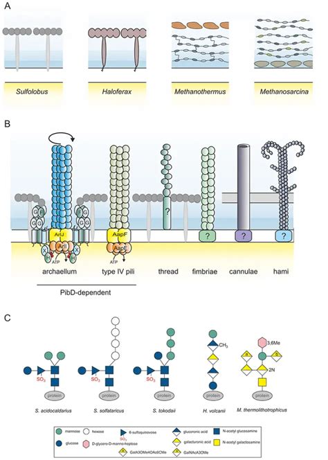 Archaea - Habitat, Structure, Characteristics, Importance, Examples - Biology Notes Online