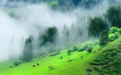 Núi rừng xanh với sương mù trong thời gian buổi sáng Hình nền máy tính để bàn 4K Nature HD: Màn ...