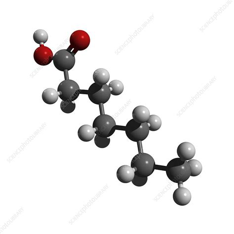 Heptanoic acid molecule - Stock Image - C008/0473 - Science Photo Library