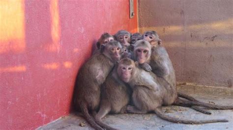 USDA inspects monkey farm after undercover PETA video