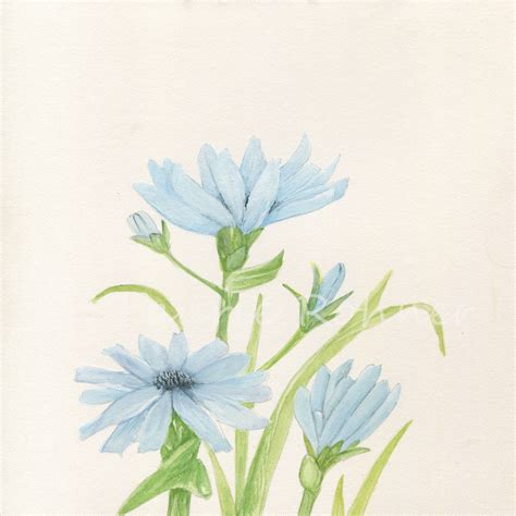 Watercolor Flower Blue Cornflower Wildflower Original Modern ...