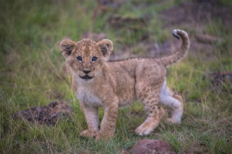 6 new lion cubs in Kenya - Africa Geographic