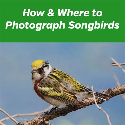 How & Where to Photograph Songbirds | Wildlife photography tips, Macro photography tips, Photography
