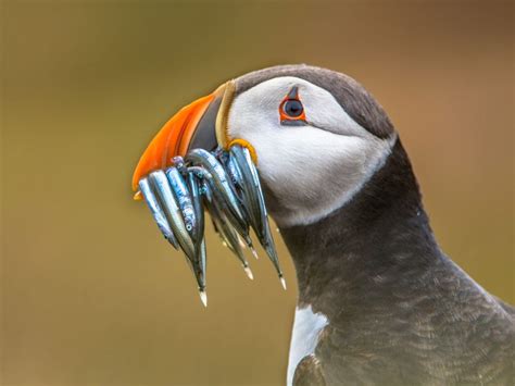 Did You Know This About Puffins? | Discover the World Blog