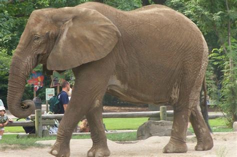 Elephant - Brookfield Zoo, IL | Brookfield zoo, Zoo, Zoo animals