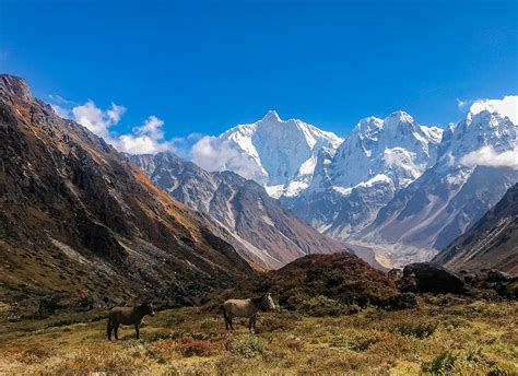 Kanchenjunga Trek - Third highest Peak - WILD YAK EXPEDITIONS