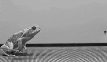 Toad GIFs - Find & Share on GIPHY