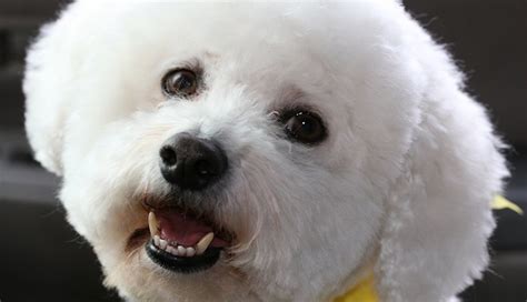 49 Most Popular Bichon Frise Dog Names