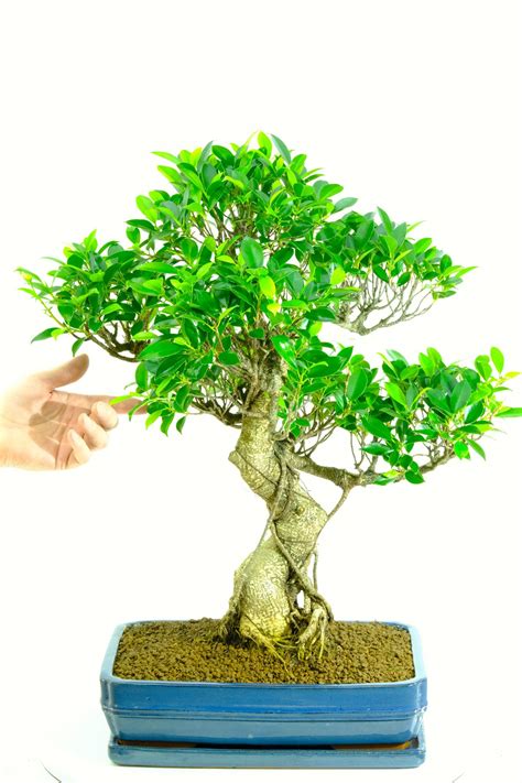 Top Which Bonsai Tree Is Best For Indoors Most Popular - Hobby plan