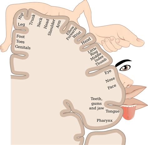 Cortical homunculus - Wikiwand