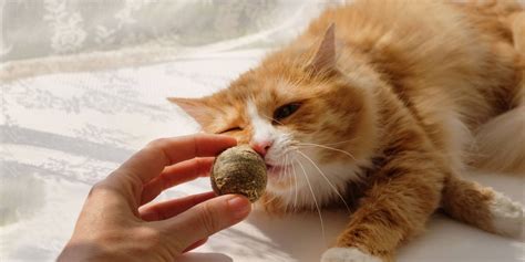 How Much Catnip Should I Give My Cat & How Often Is Safe? - Cats.com