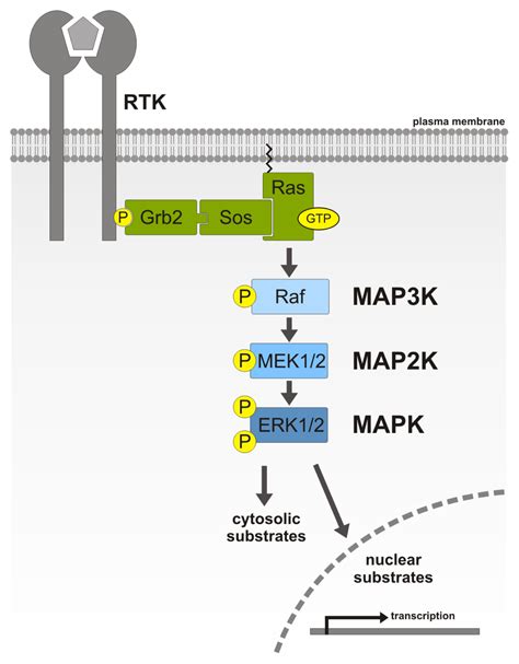 IJMS | Free Full-Text | Mitogen-Activated Protein (MAP) Kinase ...