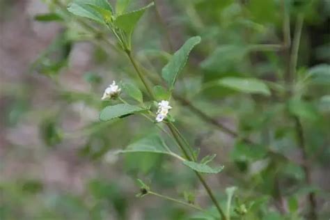 19 Wildflowers in Florida (With Photos) - Wildlife Informer