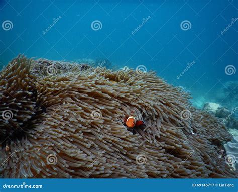 Amphiprion ocellaris stock image. Image of clown, coral - 69146717