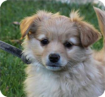 Goldie von Elle | Adopted Puppy | Los Angeles, CA | Yorkie, Yorkshire Terrier/Corgi Mix