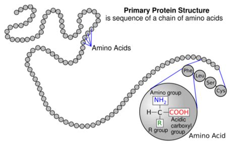 Monomer Structure Of Proteins