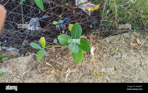 Indian green aak or a madar plant, Beautiful aak tree with green patti ...