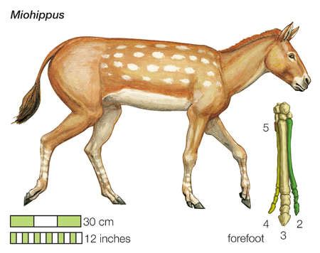 Stock Illustration - The ancestral horse Miohippus. Existing toe bones of the forefoot are ...