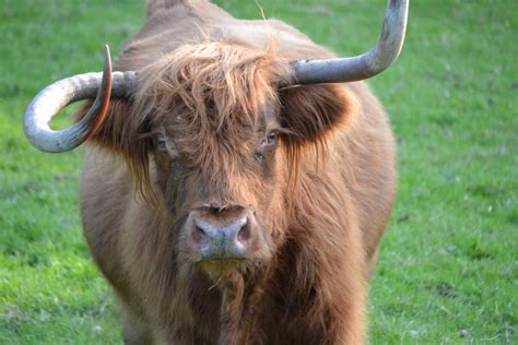 Free Images : nature, grass, meadow, wildlife, horn, pasture, grazing ...