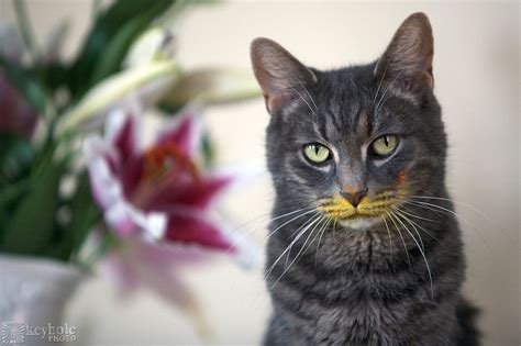 cat-with-pollen-on-its-face- | Cats, Animals, Cute