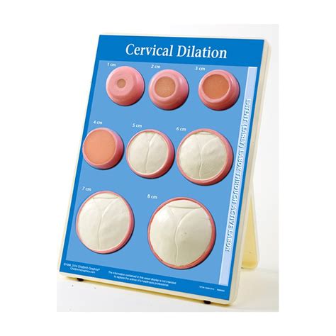 Cervical Dilation Display 8 Models – Buyamag INC