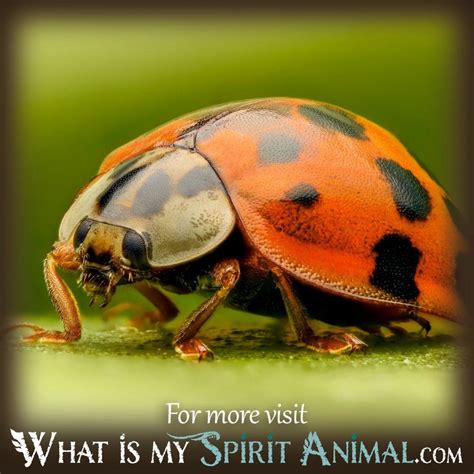 When You Dream About a Ladybug: Symbolism - What Is My Spirit Animal ...