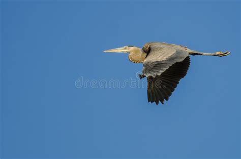 Great Blue Heron Flying in a Blue Sky Stock Photo - Image of gray, black: 120338418