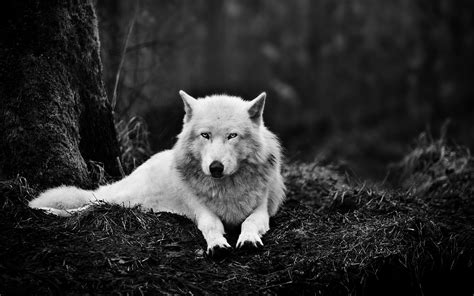 4K Wolf Wallpaper - WallpaperSafari