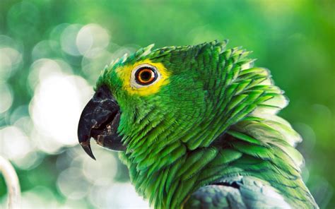 birds, Green, Animals, Photography Wallpapers HD / Desktop and Mobile Backgrounds