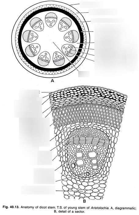 Botany-Chapter 6-Stems-Herbaceous dicot stem cross section Diagram ...